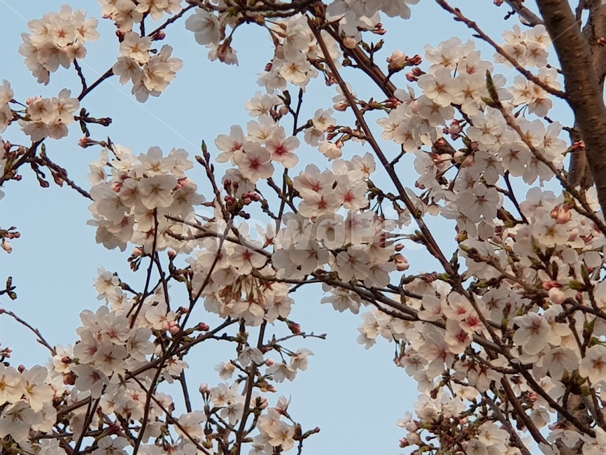 plant,식물,flower,꽃,blossom,cherryblossom,벚꽃