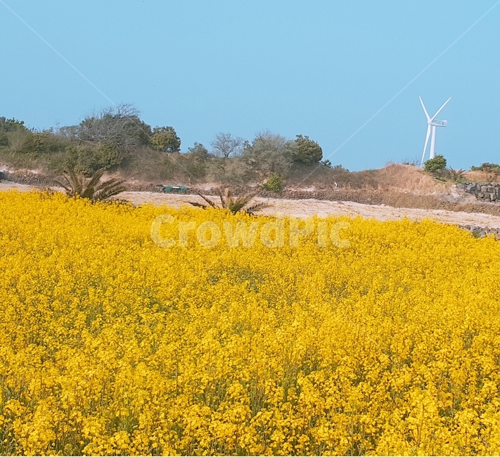 유채꽃,제주도,자연,들,노랑