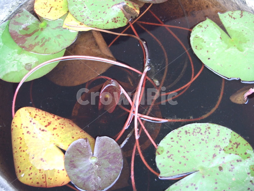 식물,수생식물,한국의식물,잎,연잎,식물,자연,plants,nature