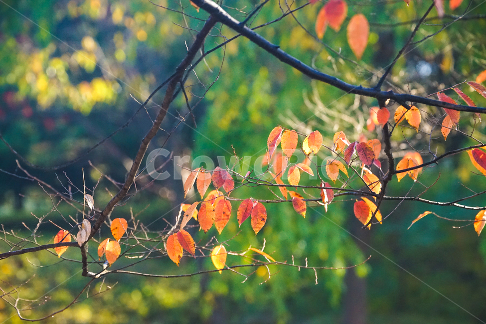 가을,단풍,계절,감성,나무,식물,햇살,가을,계절,fall,autumn,season,leaf,잎,plant