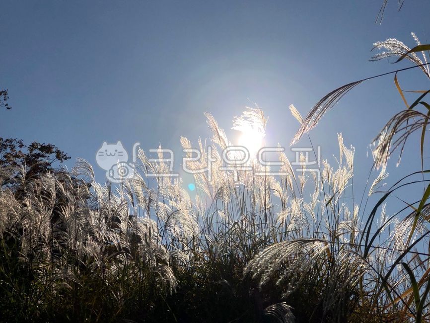 갈대, grass, 식물, 잔디, plant, 사진,이미지,일러스트,캘리그라피 - jinjin262작가