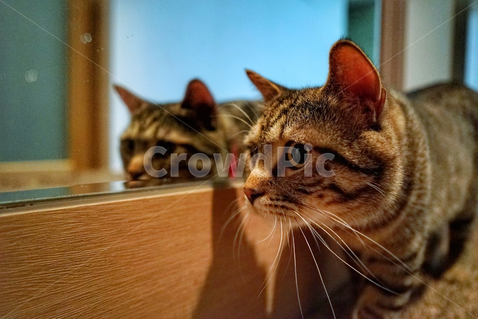 고양이,냥냥이,귀여운고양이,거울고양이,고양이수염,동물,animal,포유류,mammal,고양이,cat,kitten,kitty