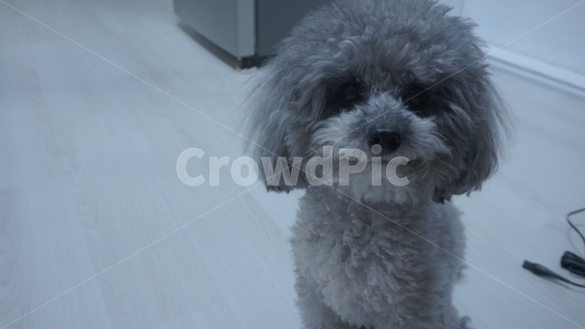 강아지,푸들,반려견,dog,동물,실버푸들,반려동물,poodle,토이푸들,애완동물,애완견,동물,animal,포유류,mammal,개,강아지,dog,doggy