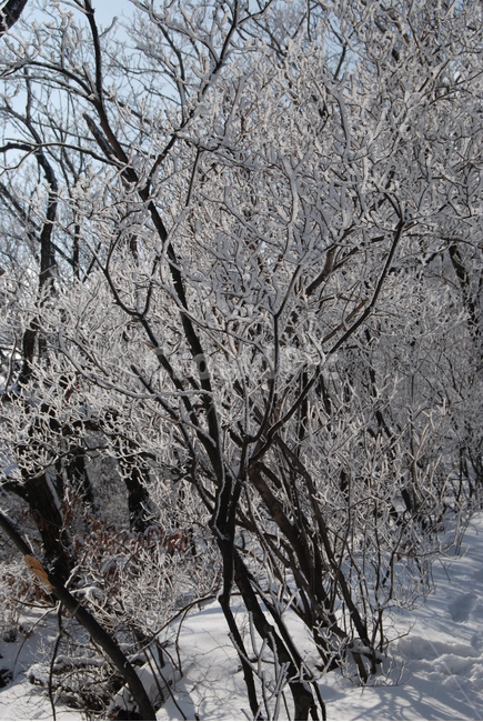 청계산,100대명산,매봉,설원,등산로,능선,치유,여행,돌,산행,힐링,자연,동행,등산,계절,한국,한국명산,한국등산,풍경,나무,하늘,겨울,계절,winter,season,식물,자연,plants,nature,나무,trees,wood