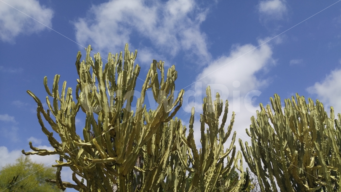 선인장,키큰선인장,푸른하늘,남가주,켈리포니아,수목원,succulent,tallsucculent,bluesky,southerncalifornia,식물,자연,plants,nature