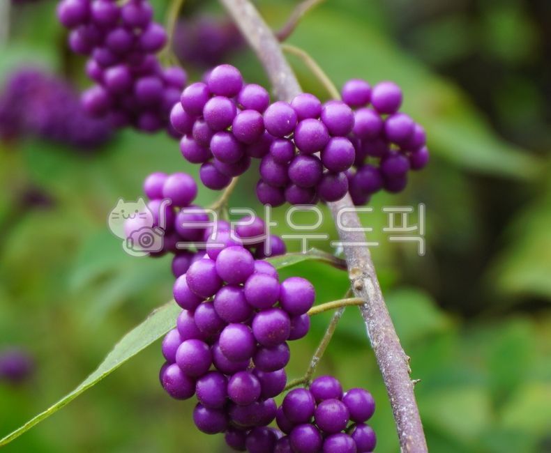 보라색열매,꽃,열매,식물,보라색,plant