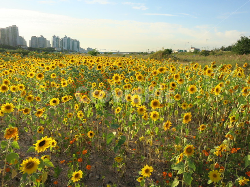 해바라기,해바라기밭,가을,꽃,plant