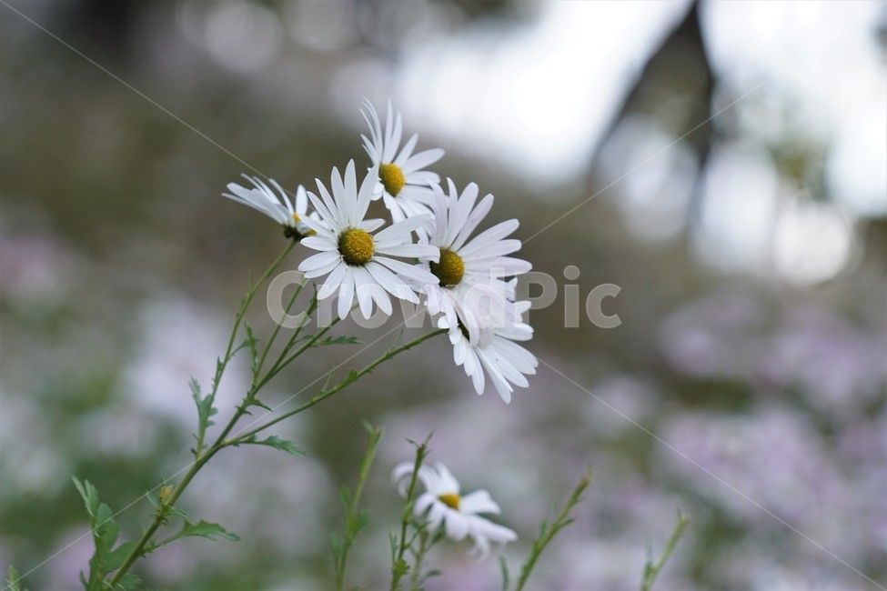 가을,구절초,자연,꽃,식물,예쁨,autumn,fall,season,flower,계절,식물,자연,plants,nature,꽃,flower