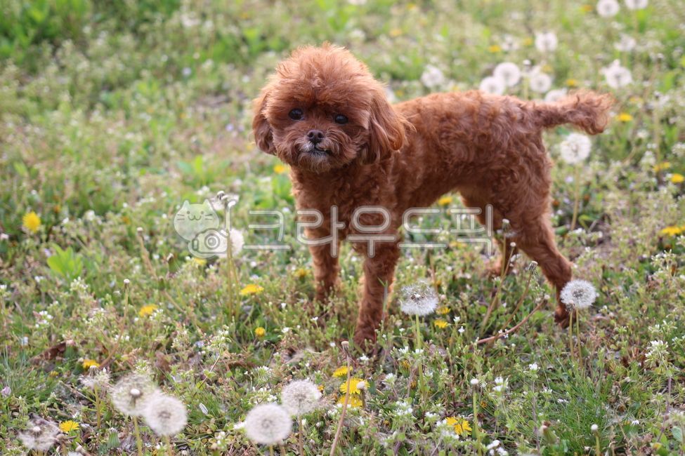 baby puppy,brown poodle,Pets,puppy,toy poodle,animal,pet dog,dog,mammalia,pet