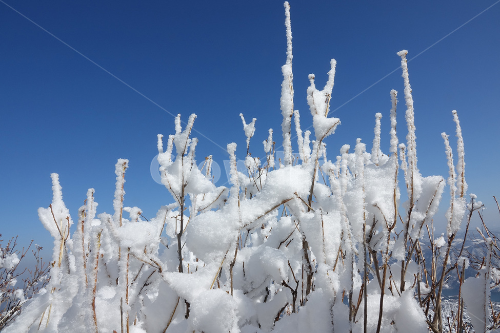 눈,눈꽃,자연,설경,겨울,snow,겨울,계절,winter,season