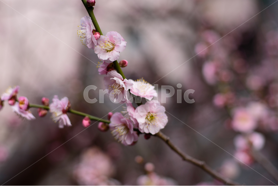 매화,꽃,자연,풍경,홍매화,핑크,봄,봄풍경,봄,계절,spring,season,식물,자연,plants,nature,꽃,flower,plant,blossom