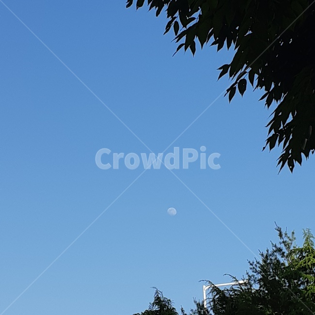 하늘,달,나무,자연,가로등,sky,nature,tree