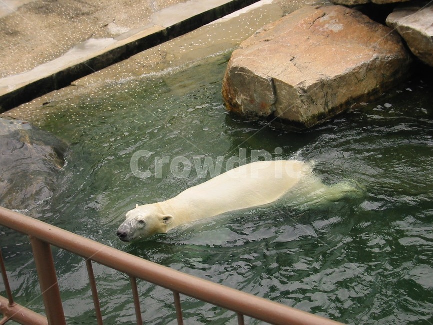 북극곰,흰곰,동물원,수영,곰,하얀곰,물,철창,동물,animal,포유류,mammal