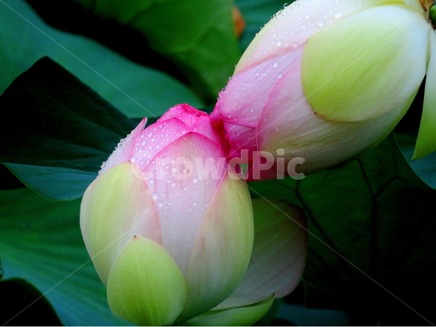 꽃,자연,연꽃,식물,lotus,식물,자연,plants,nature,꽃,flower