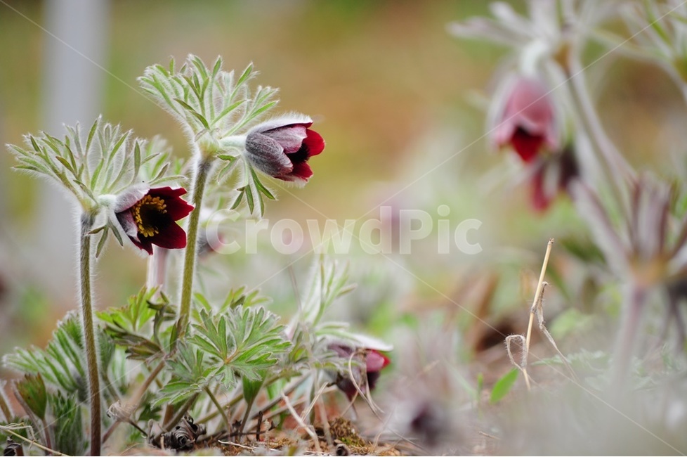 산소,할미꽃,야생화,동강할미꽃,봄,봄,계절,spring,season,식물,자연,plants,nature,꽃,flower,plant,geranium,제라늄,blossom