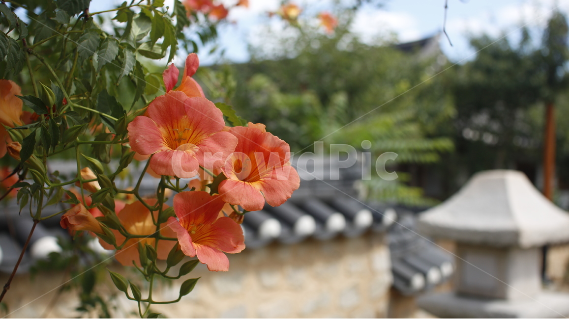 꽃,능소화,trumpetcreeper,생화,flower,한옥,하늘,능소화나무,greattrumpetflower,凌霄花,花,플라워,realflower,naturalflower,자연,natural,주황색,orange,주황,color,식물,자연,plants,nature,꽃,flower