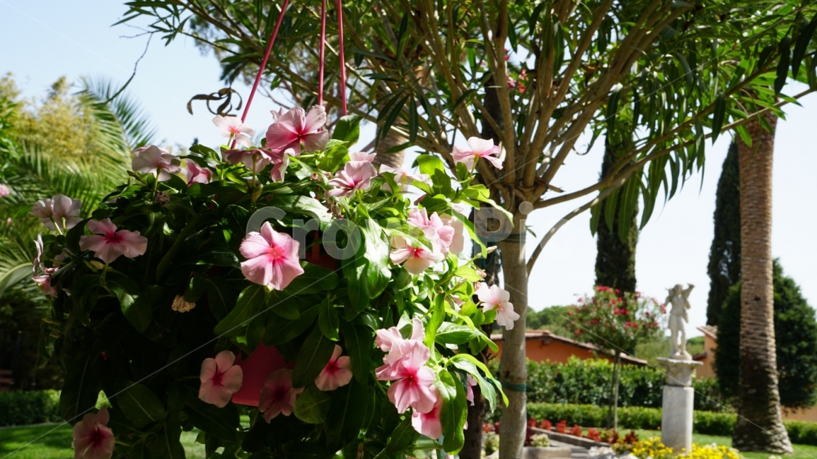 화분,정원,조경,꽃,힐링,여행,유럽,로마,이탈리아,공원,식물,자연,plants,nature,꽃,flower