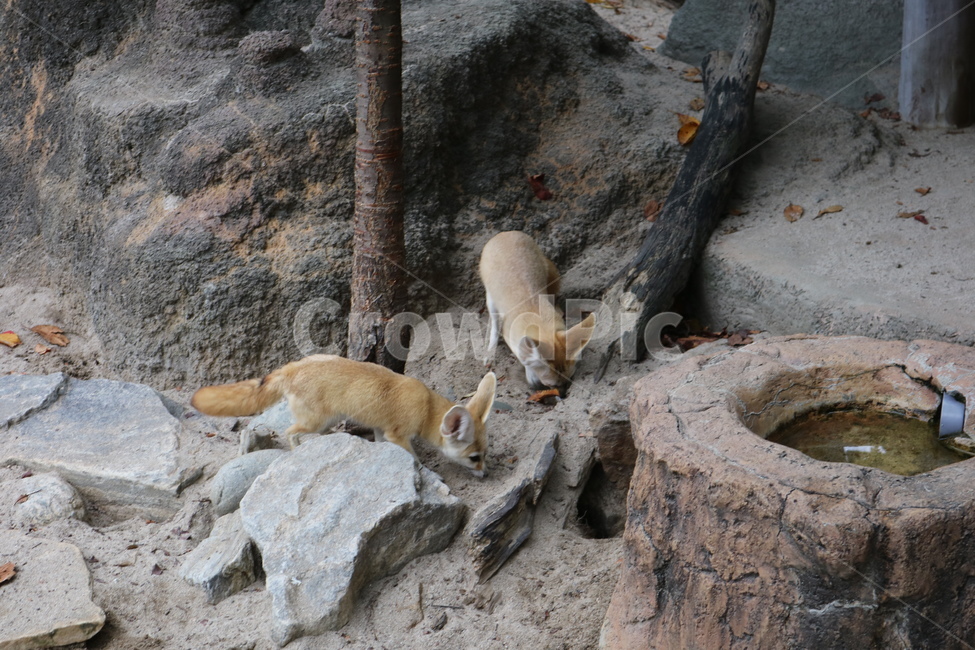 사막여우,여우,동물,동물원,페넥여우,동물,animal,포유류,mammal