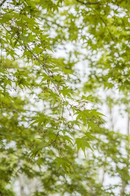 봄,나뭇잎,나무,초록,단풍잎,단풍나무,식물,자연,plants,nature