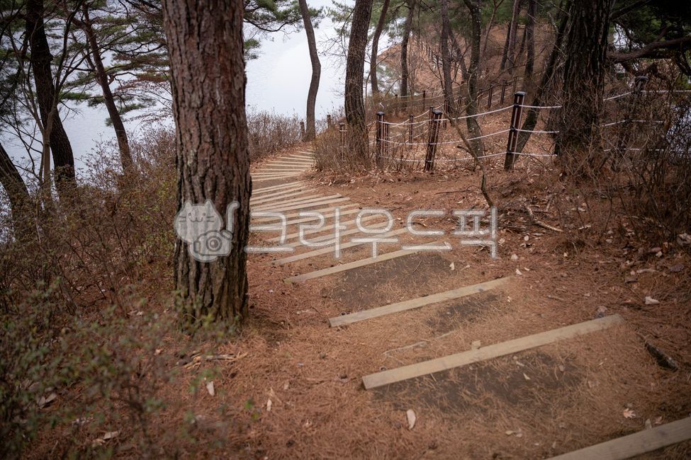 stone steps,sidewalk,nature,stairs,tree,winter,walkway,soil,path,trail,trace,outdoors,road,road name