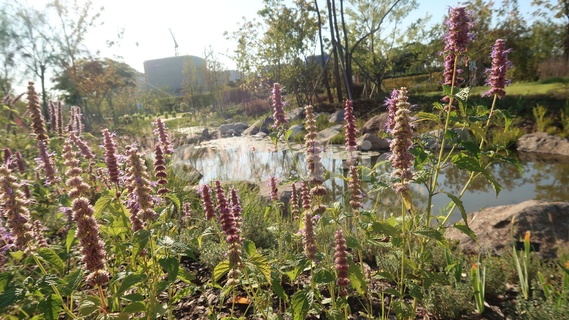 plant,식물,blossom,꽃,flower,정원,garden,식물,자연,plants,nature,꽃,flower