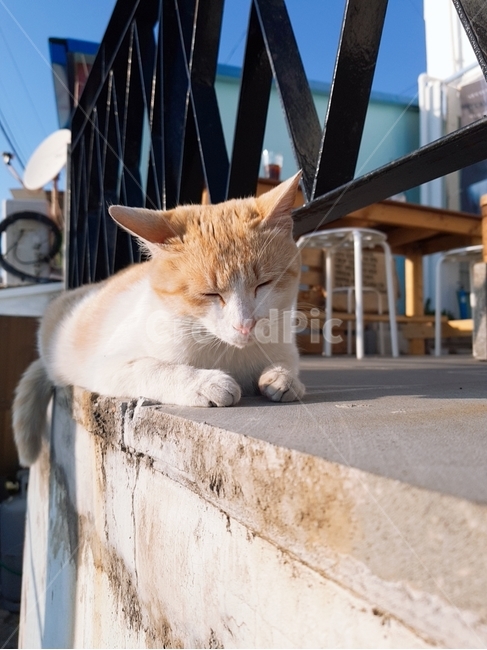 고양이,cat,animal,배경사진,귀여운,감성,동물,animal,포유류,mammal,고양이,cat,kitten,kitty