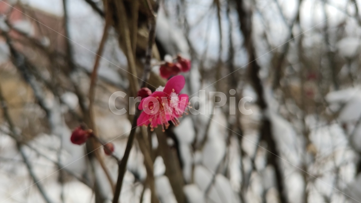 홍매화,매화,매화꽃,붉은매화꽃,홍매,자장매,설중매,plant,식물,flower,blossom,꽃,식물,자연,plants,nature,꽃,flower