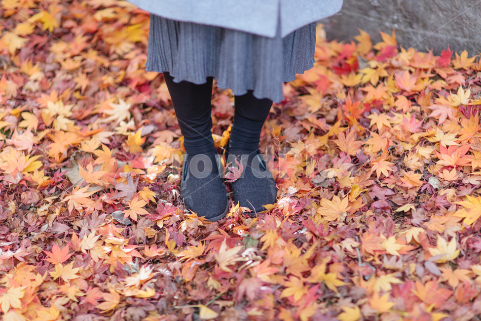 감성,단풍,나무,가을,식물,사람,인간,여자,잎,발,maple,tree,autumn,plant,human,person,woman,leaf,foot,feet,가을,계절,fall,autumn,season,사람,인물,인간,human,person,여성,여자,woman,female,lady