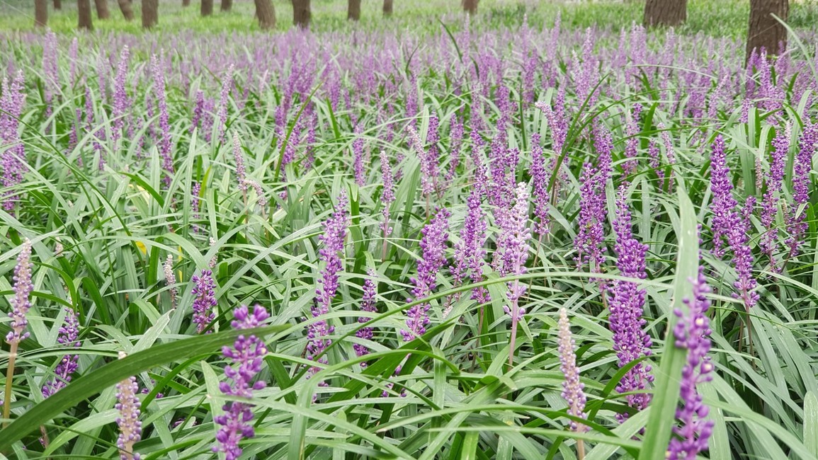 plant,이리같은,식물,blossom,flower,lupin,식물,자연,plants,nature,꽃,flower