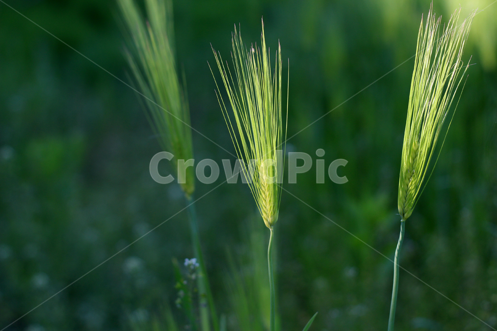 보리,보리밭,보리농사,곡식,곡물,청보리,식물,자연,plants,nature