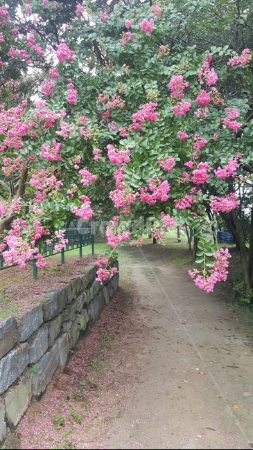 garden,정원,꽃,flower,길,식물,자연,plants,nature,꽃,flower