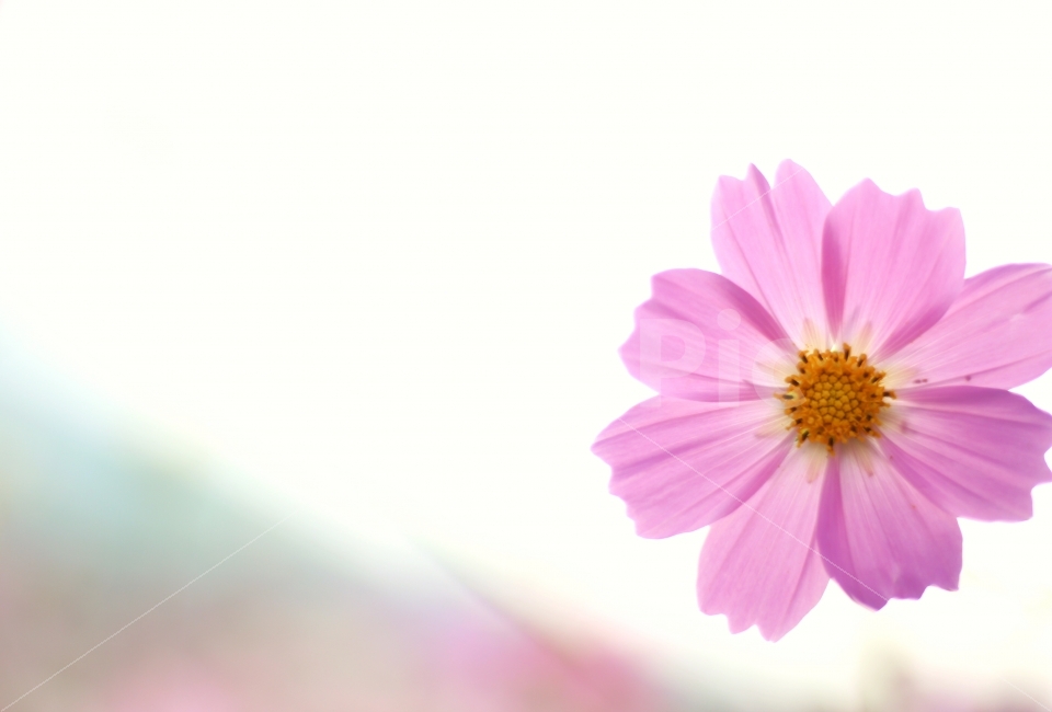 풍경,꽃,코스모스,한송이,핑크색,가을,계절,fall,autumn,season,식물,자연,plants,nature,꽃,flower,plant,blossom,daisy,데이지,daisies