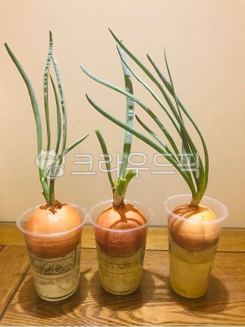 plant,식물,양파기르기,양파,수경재배,onion,양파잎,양파싹,야채기르기,야채