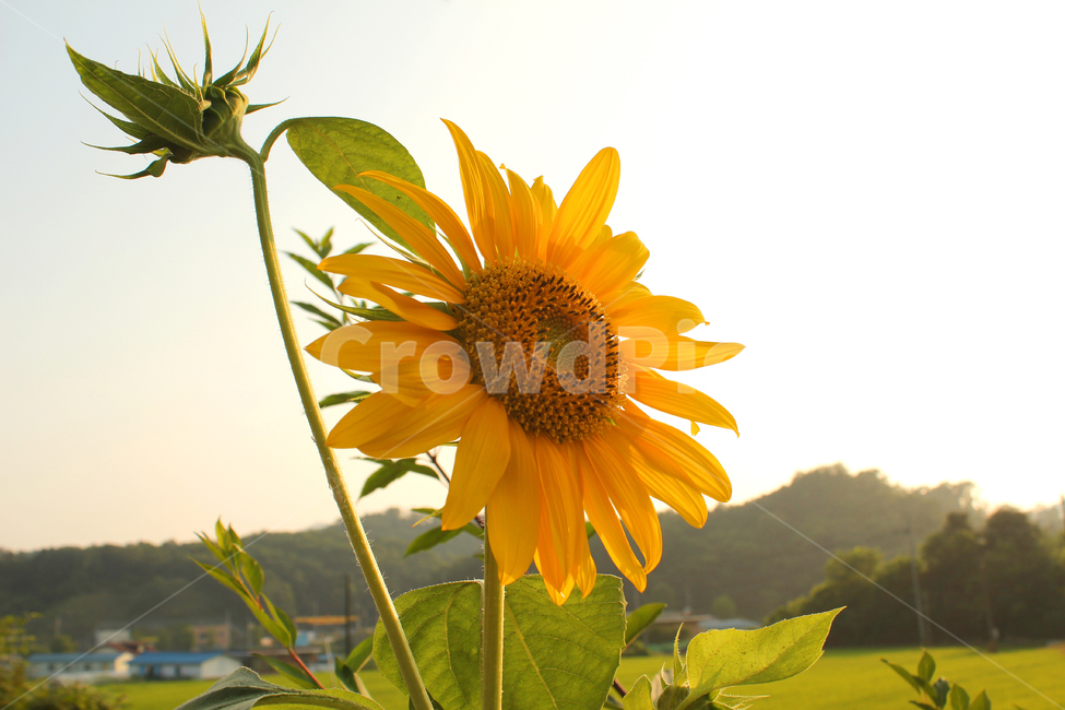 해바라기,해바라기꽃,꽃,노랑,노란색,하늘,자연,잎,식물,여름,blue,bright,field,flower,garden,green,landscape,leaf,natural,nobody,outdoor,plant,sky,summer,sun,sunflower,yellow,오후,한국,식물,자연,plants,nature,꽃,flower