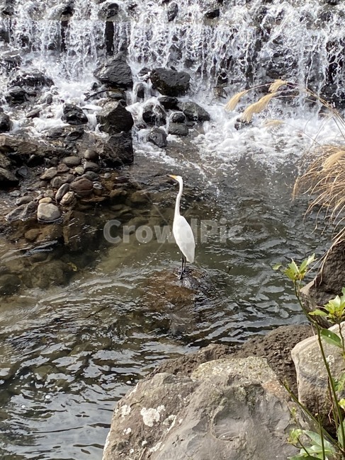 animal,동물,bird,새,백로,egret