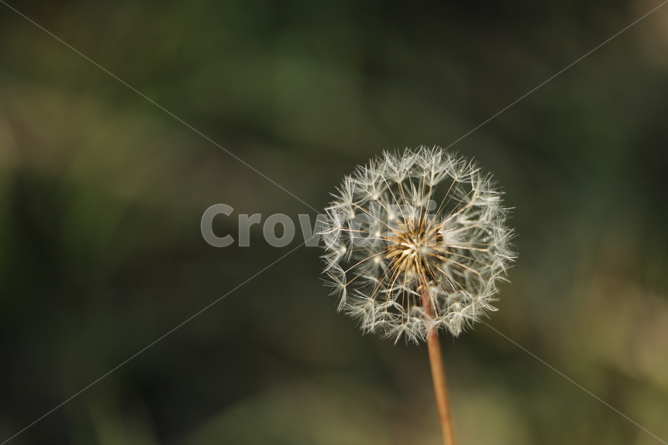 민들레,홀씨,날다,바람,들녁,식물,자연,plants,nature,꽃,flower