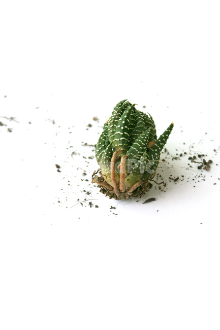 cacti,cactus,closeup,green,highview,macro,natural,plant,soil,succulents,white,식물,자연,흙,다육이,선인장,다육식물,녹색,그린,흰배경,탑앵글,탑뷰,뿌리,모래,식물,자연,plants,nature,누끼,remove background