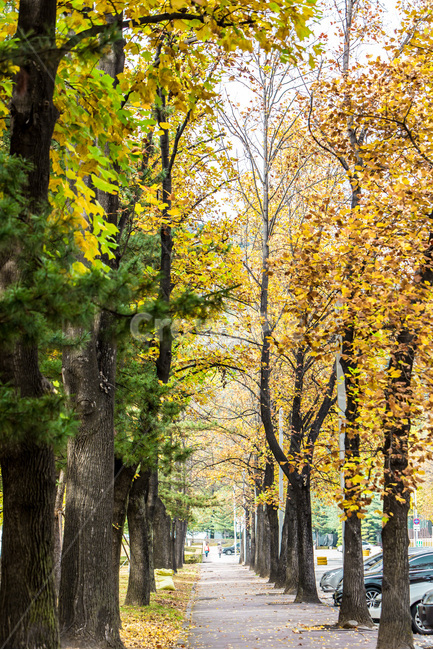 가로수길,단풍,낙엽,가을,풍경,은행나무,산책로,힐링,감성,가을,계절,fall,autumn,season,식물,자연,plants,nature,나무,trees,wood,tree,tree trunk,나무 줄기,plant