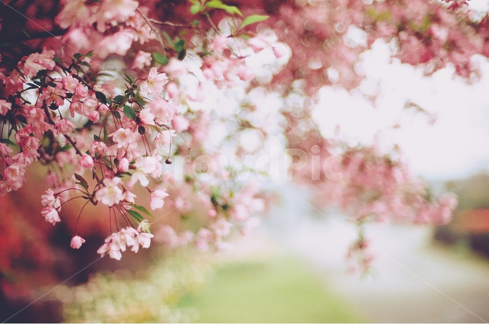 감성사진,봄,꽃,매화,사랑,감사,봄날,봄꽃,4월,벚꽃,튤립꽃,봄,계절,spring,season,식물,자연,plants,nature,꽃,flower,감성,sensible,feeling,plant