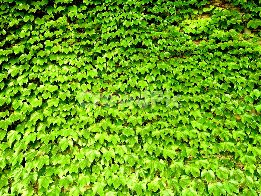 plant,식물,자연,풍경,초록잎,식물,자연,plants,nature