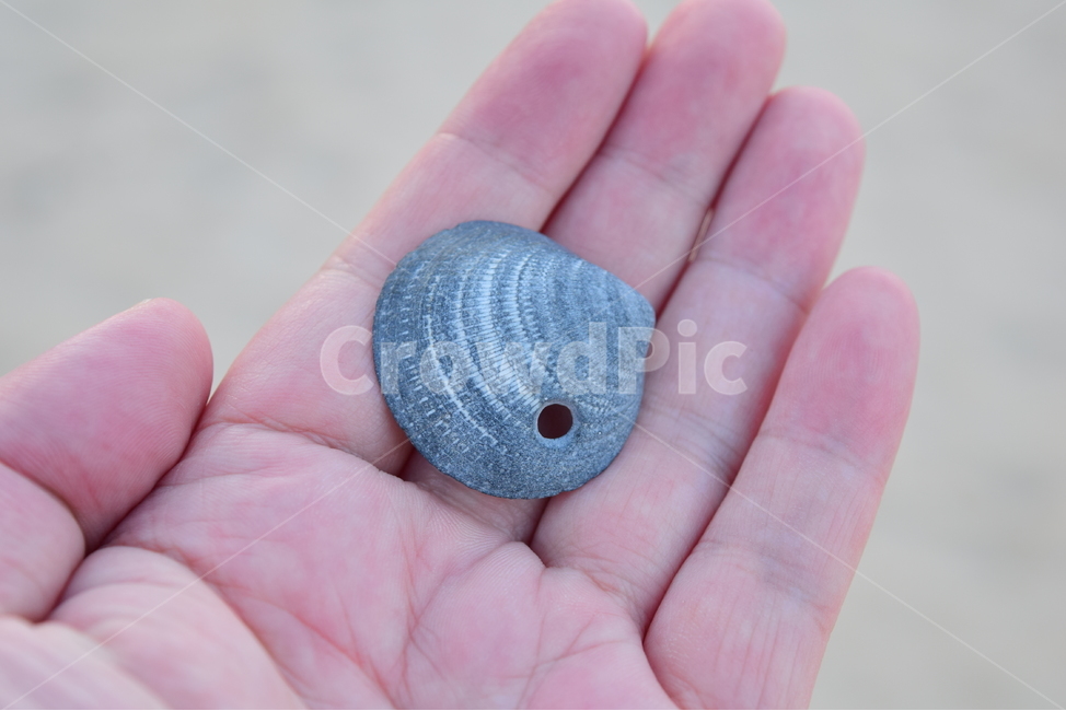 바다,해변,아름다움,조개,손,자연,물,여름,휴가,힐링,고요,배경화면,shellfish,clam,ocean,beach,wave,sand,sea,sandy,nature,blue,beautiful,background,water,summer,해변,바다,beach,sea,사람,인물,인간,human,person,신체일부,몸,body