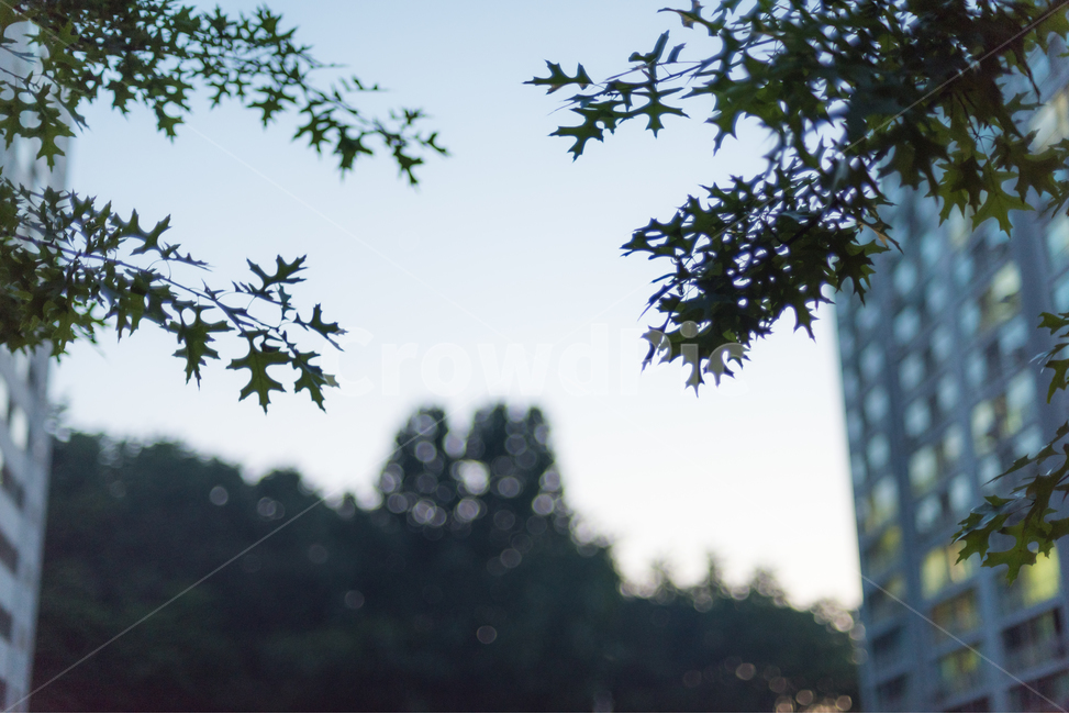 풍경,해질녘,산책,나무,나뭇잎,배경,도시,풍경,city,landscape,식물,자연,plants,nature,leaf,잎,plant