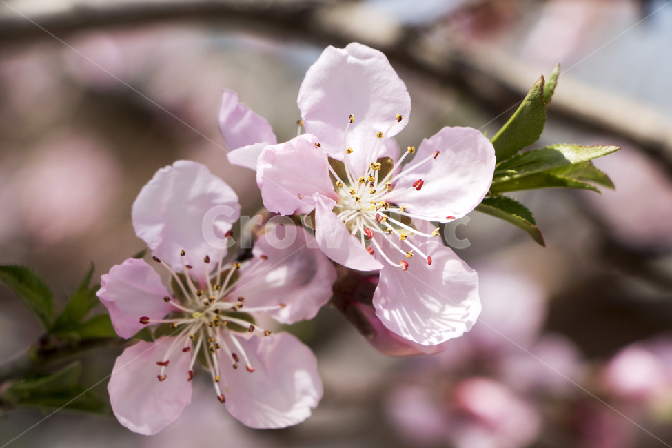 매화,꽃,식물,꽃잎,접사,근접사진,봄,배경,풍경,경치,백그라운드,봄,계절,spring,season,식물,자연,plants,nature,꽃,flower,plant,blossom
