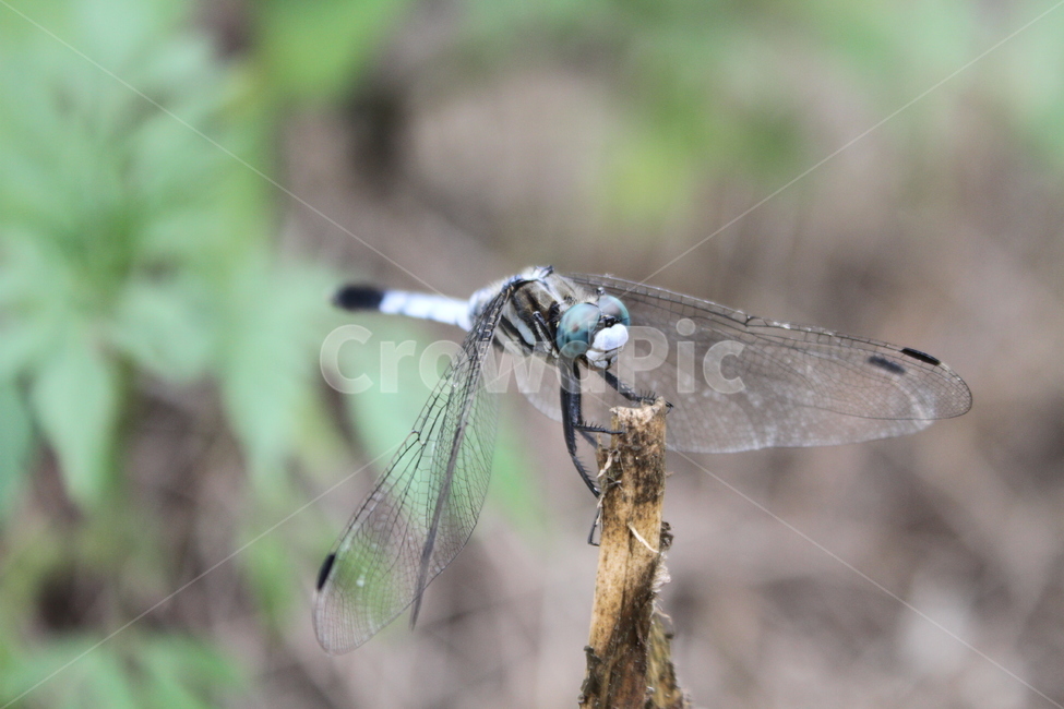 잠자리,곤충,동물,밀잠자리,dragonfly,동물,animal,곤충,벌레,insect,bug