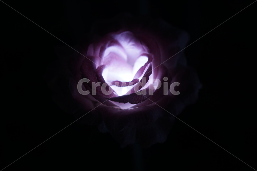 led꽃,봄,아웃포커싱,보케,보라매공원,꽃보라동산,야경,밤,풍경,nightscape,night,landscape
