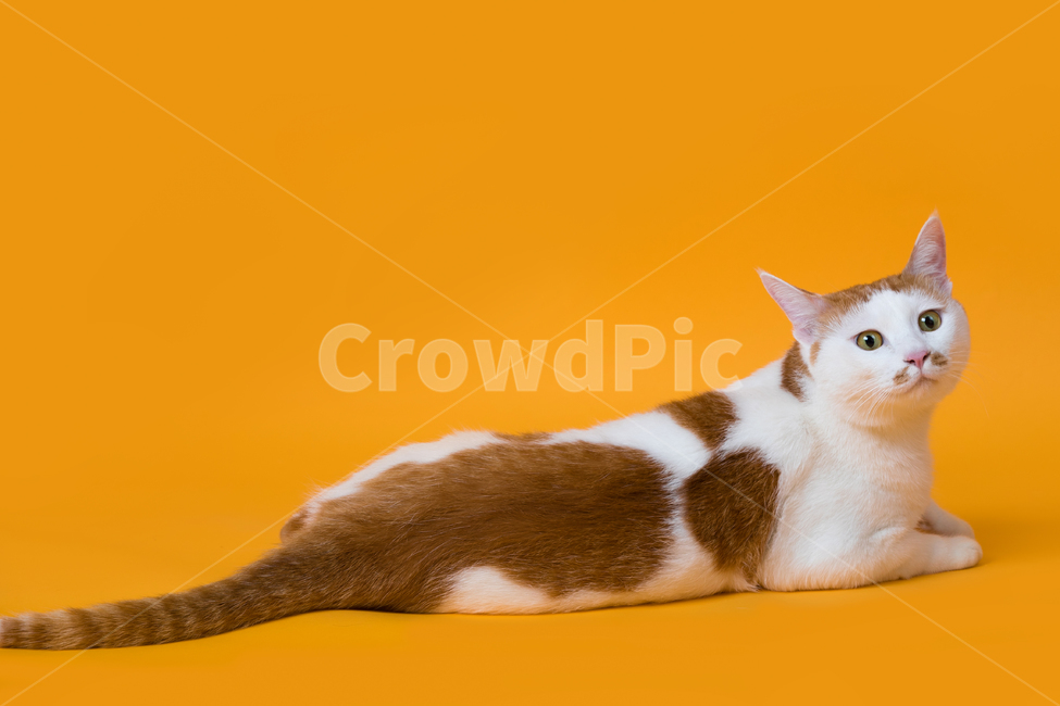 고양이,반점,카레반점,노란배경지,노랑색,옐로우,오렌지색,엎드려있는,바라보는,쳐다보는,무늬,얼룩무늬,배경지,귀여운,얌전한,순한,실내,mammal,포유류,animal,동물,cat,pet,착한애,동물,animal,포유류,mammal,고양이,cat,kitten,kitty