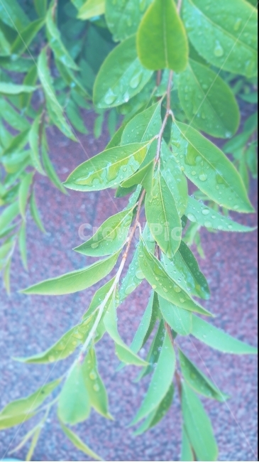 leaf,잎,plant,식물,tree,나무
