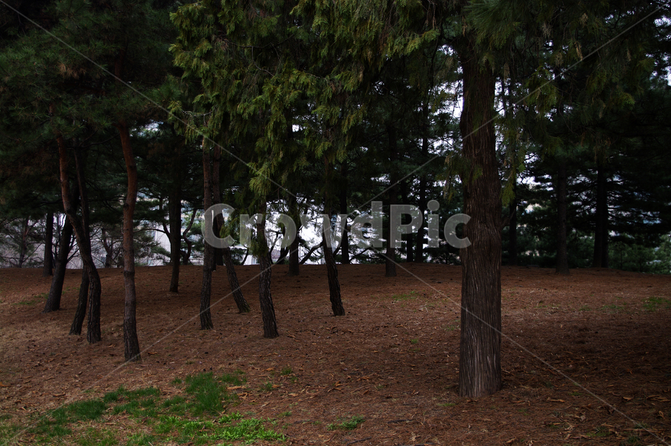 소나무,숲,나무,식물,plant,자연,nature,자연,풍경,nature,landscape,tree,ground,바닥,tree trunk,나무 줄기