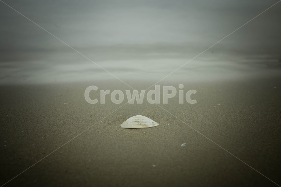 조개,sealife,해양생물,바다,파도,장노출,해변,바다,beach,sea
