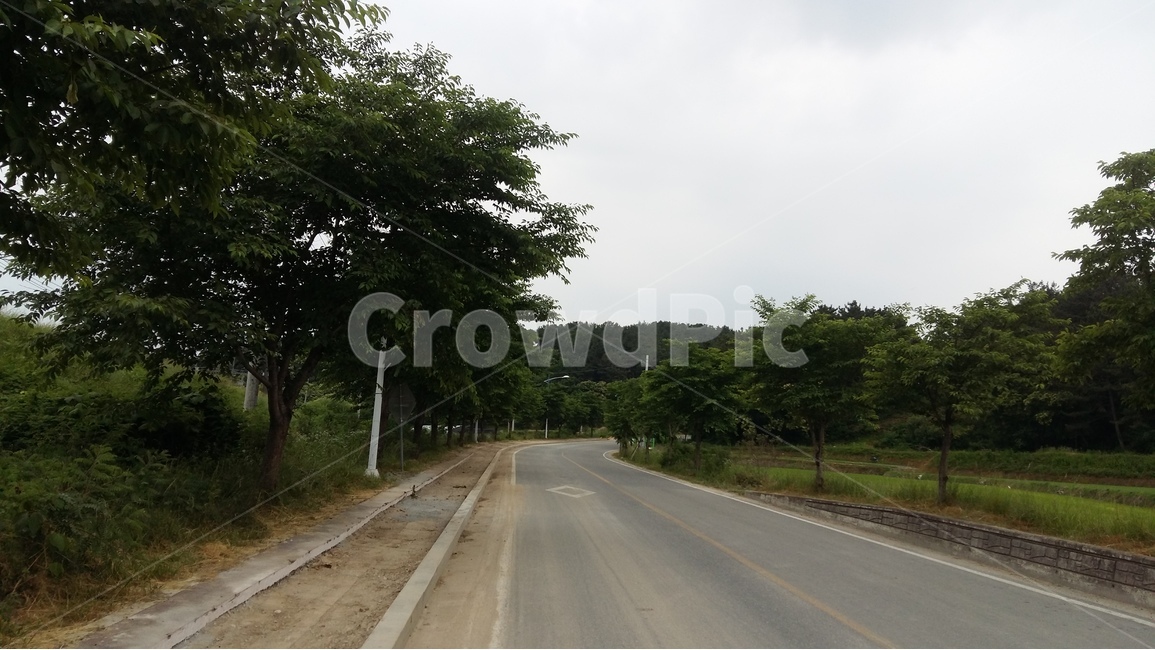 꽃,논,시골길,나무,도로,자연,풍경,nature,landscape,road,asphalt,아스팔트,freeway,고속 도로,highway,고속도로